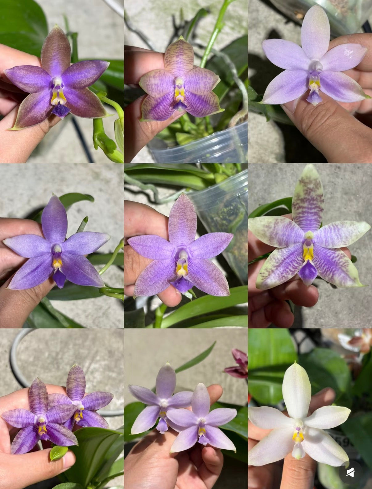 Phalaenopsis Yongli Magic Star