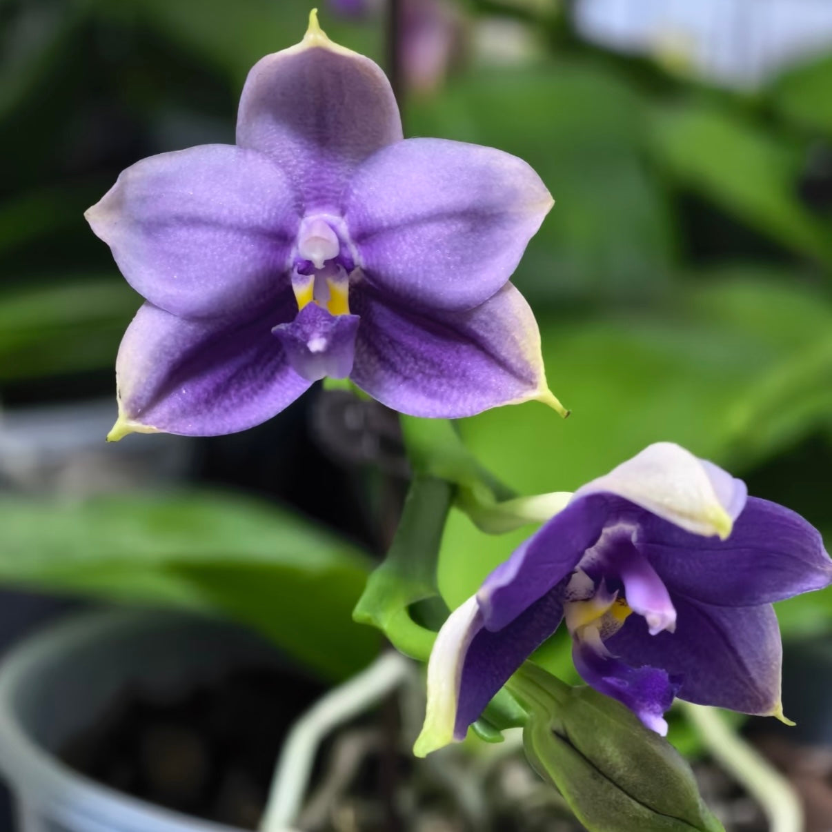 BKH2231 - Phal. Yaphon Blue Bird x Phal. (Penang Jewel X (Yaphon Super Jaguar x Samera)) ‘Deep Blue, Duo Spike’