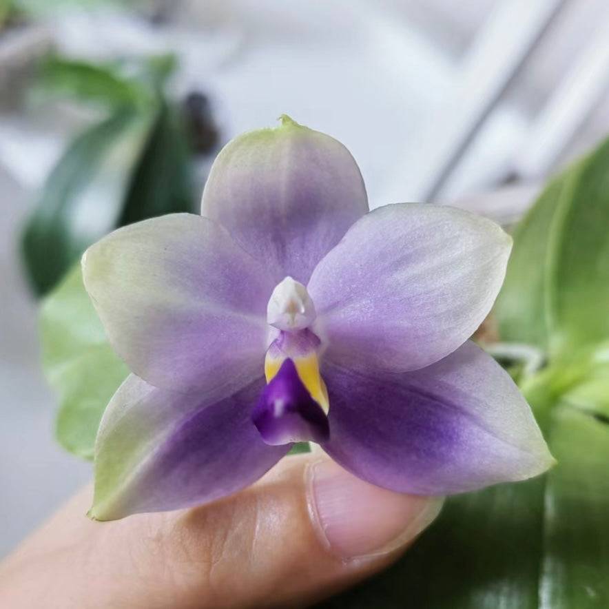 Close-up of Phal. Yang Yang Blue Bellina x Lee Wai Queen orchid with a delicate purple gradient and a vibrant yellow lip.