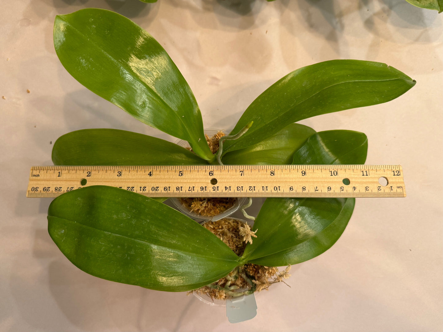 Phalaenopsis Mainshow Orchid Cross plant in 2.5 inch pot with broad green leaves, ideal for indoor gardening in bright, indirect light.