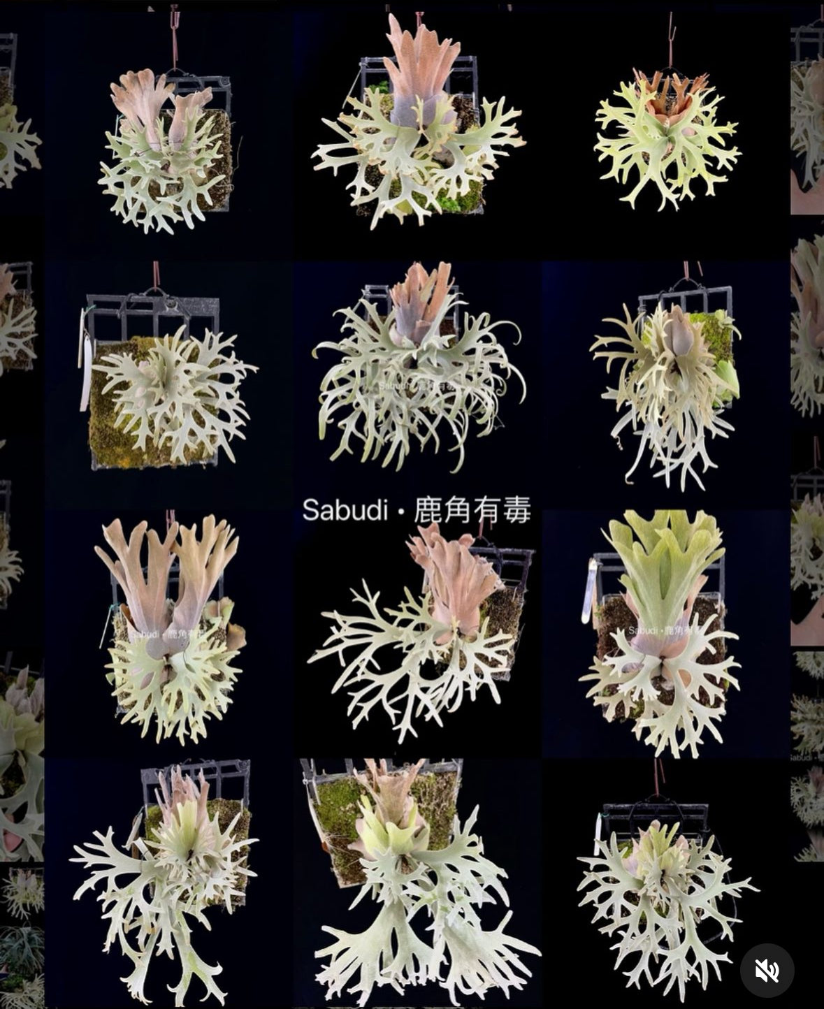 HCorchids