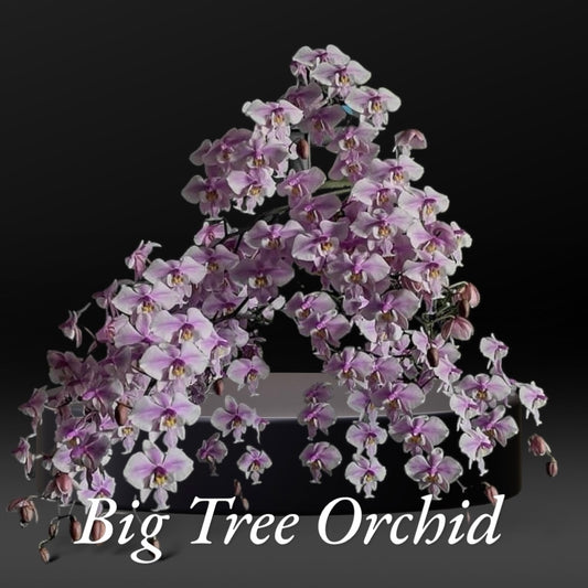 BTM81203 - Phal. schilleriana ‘DS Pride’