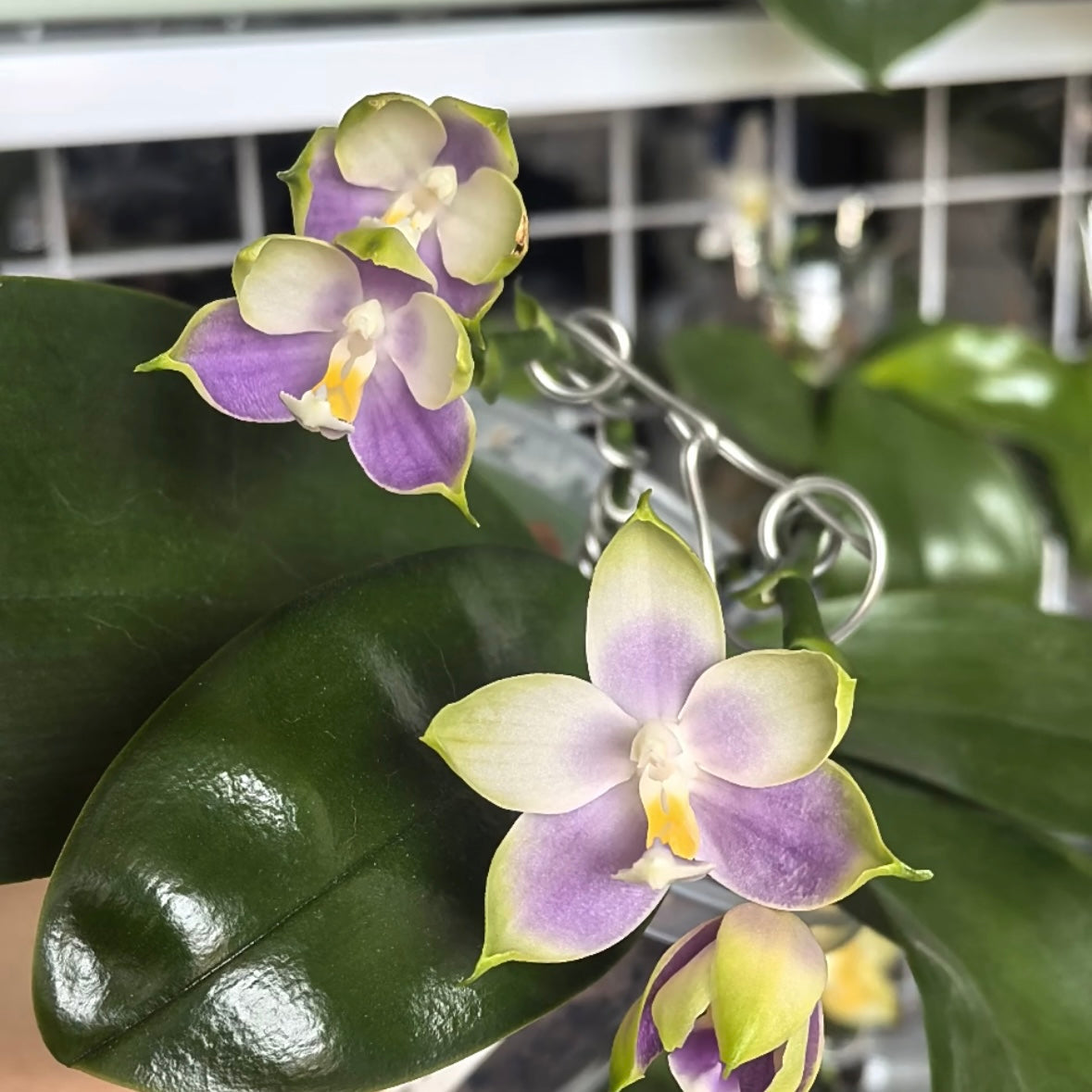 Cluster of Phal. KS Samera x Lee Wai Queen orchids with soft purple and white petals. A fragrant and elegant Phalaenopsis hybrid for home décor.