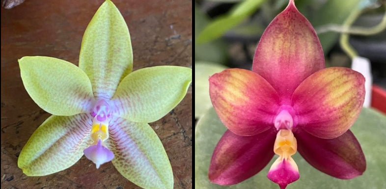 Fragrant Novelty Phalaenopsis Orchid, front page