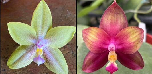 Fragrant Novelty Phalaenopsis Orchid, front page