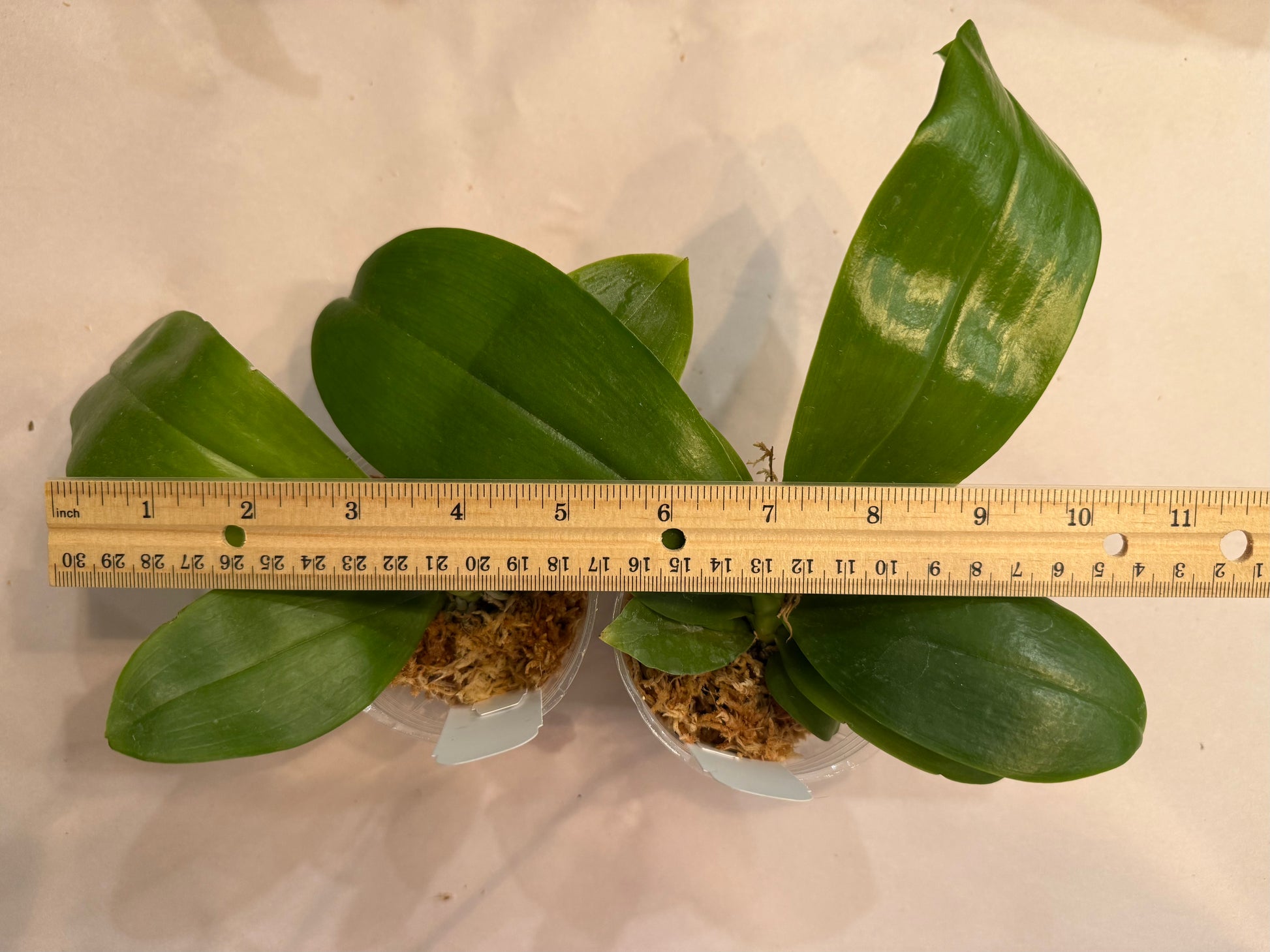HCorchids