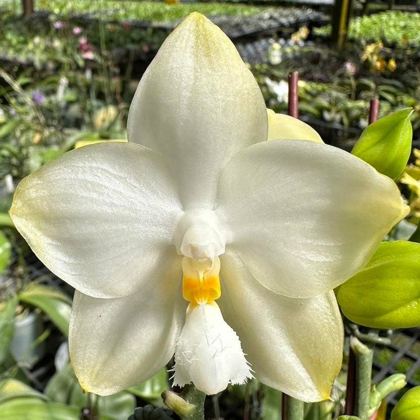Phal. Yaphon White Baby orchid with large, fragrant white flowers and a yellow-tinted center. Exclusive novelty Phalaenopsis with award-winning blooms.