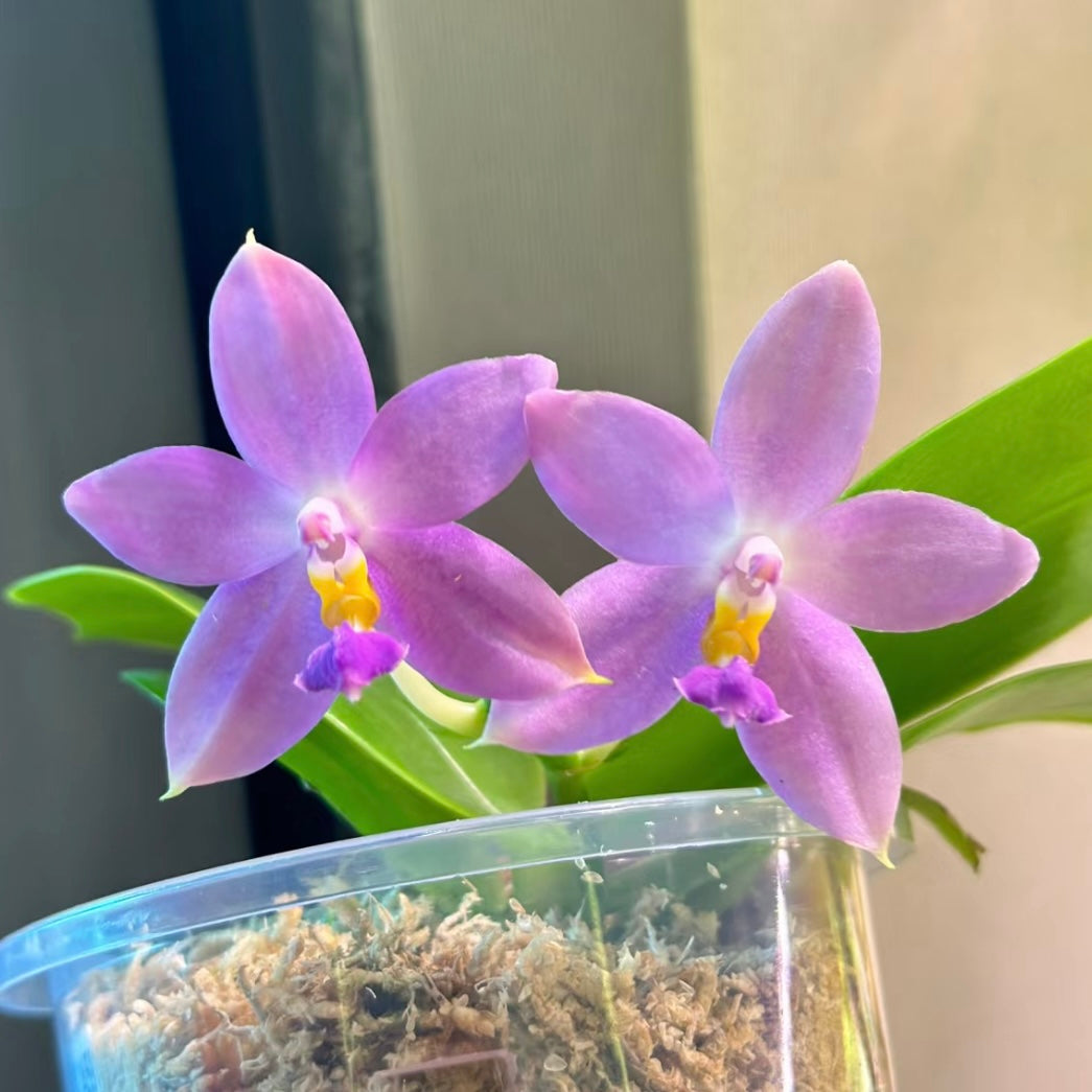 Twin blooms of Phal. Lucien Samera x Phal. Vinh Long Red Sun with soft pink petals. Unique Phalaenopsis hybrid in a clear pot.