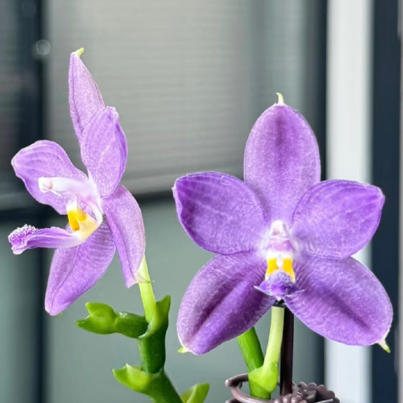 Vibrant purple Phal. Lucien Samera x Phal. Vinh Long Red Sun orchid with a striking yellow lip. Rare novelty Phalaenopsis in bloom.