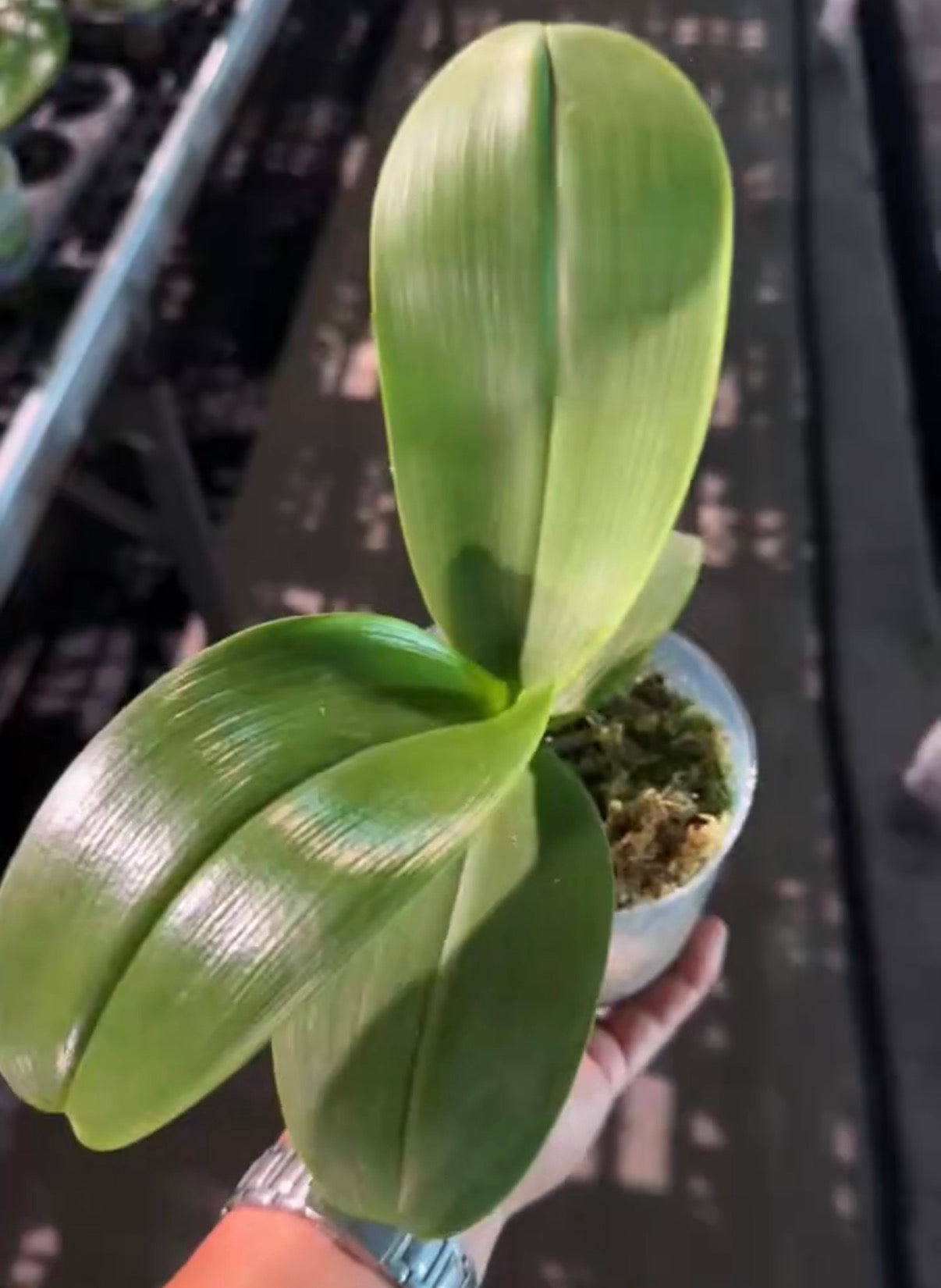 BTM90502 - Phal. Miro Gold Mosla ‘Top Song’