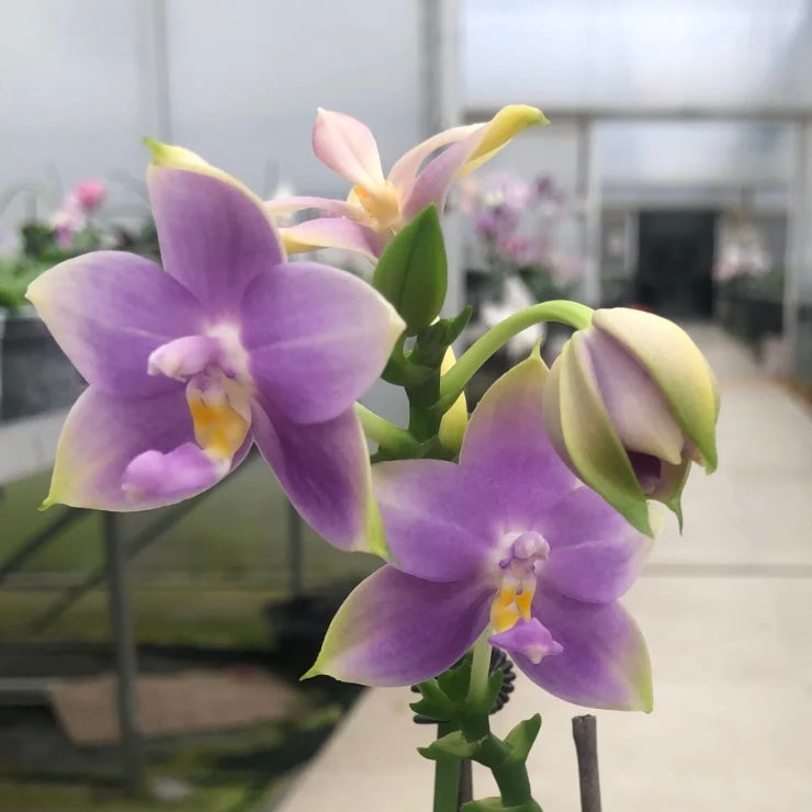 Phal. KS Samera x Lee Wai Queen orchid with soft lavender petals and yellow lip. A fragrant sequential bloomer ideal for collectors.