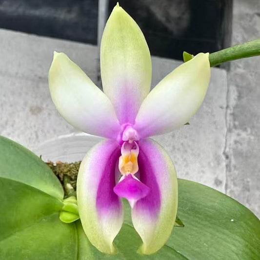 Phal. bellina Fire Type Select #10