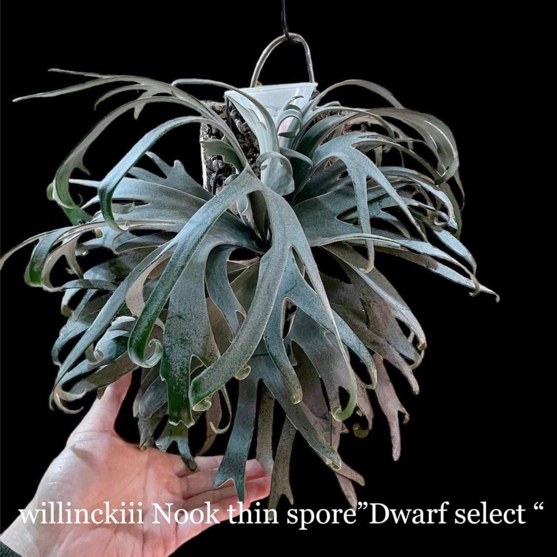 Platycerium Willinckii “Tanya” Dwarf