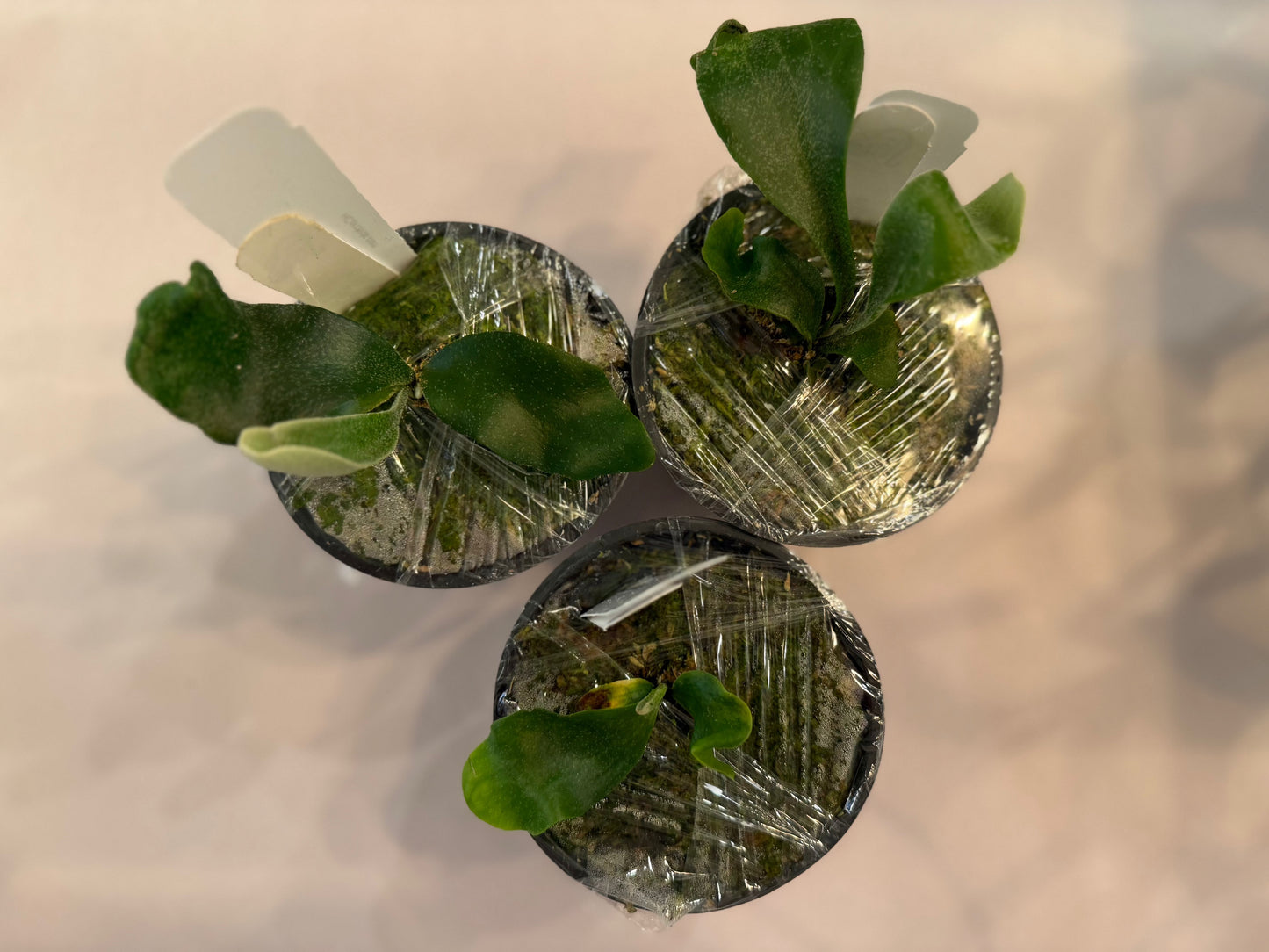 Three potted Platycerium Endless Spore seedlings wrapped for shipping, part of the Platycerium spore mix in compact growth variety.