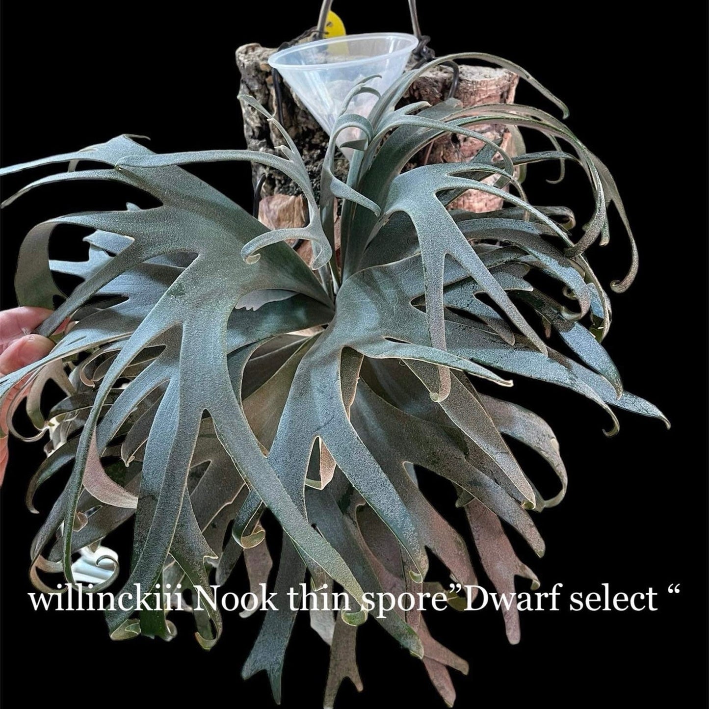 Platycerium Willinckii “Tanya” Dwarf