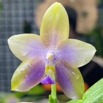 P. Freya's Blue Waltz