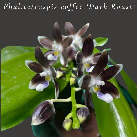 Phal. tetraspis coffee ‘Dark Roast’