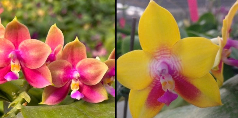 BKH2324 - Phal. (Yaphon Batman X YangYang Pink Mary) ‘Dragon#3’ x Phal. Dragon Tree Eagle ‘T168’