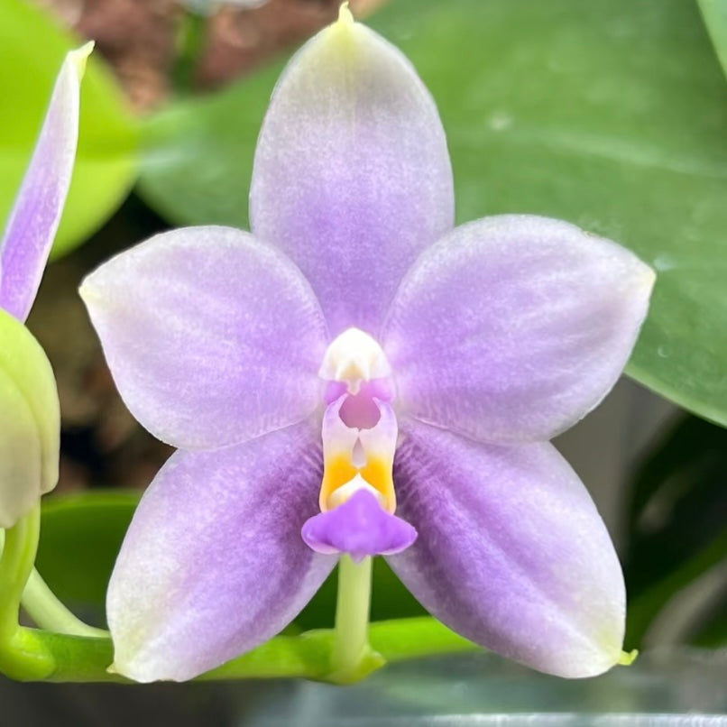 Delicate Phal. Yang Yang Blue Bellina x Phal. Vinh Long Red Sun orchid flower with pastel purple hues and a striking yellow center.