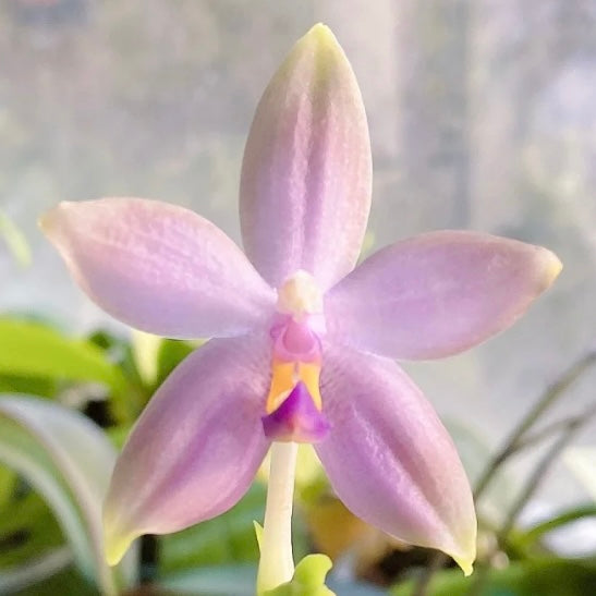 Soft pink Phal. Lucien Samera x Phal. Vinh Long Red Sun orchid with a delicate fragrance. Unique hybrid with elegant petal structure.