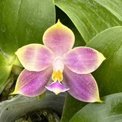 Phal. KS Samera x Lee Wai Queen orchid with pinkish-purple petals and yellow edges. A unique novelty Phalaenopsis with sequential blooming.