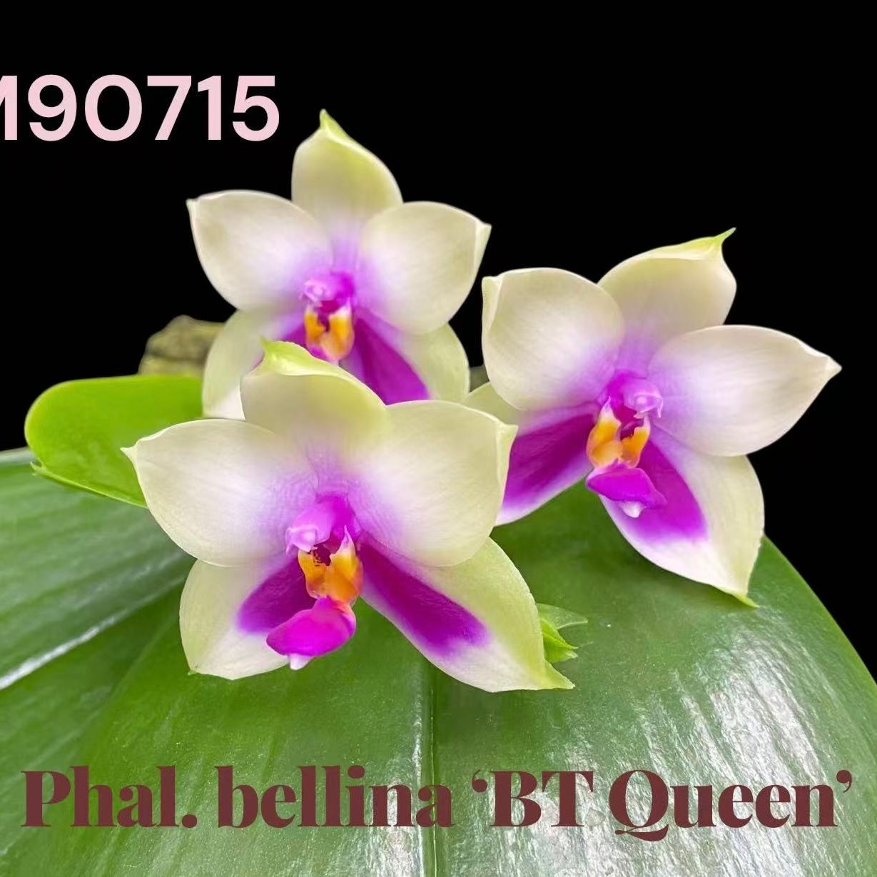 BTM90715 - Phal. bellina ‘BT Queen’