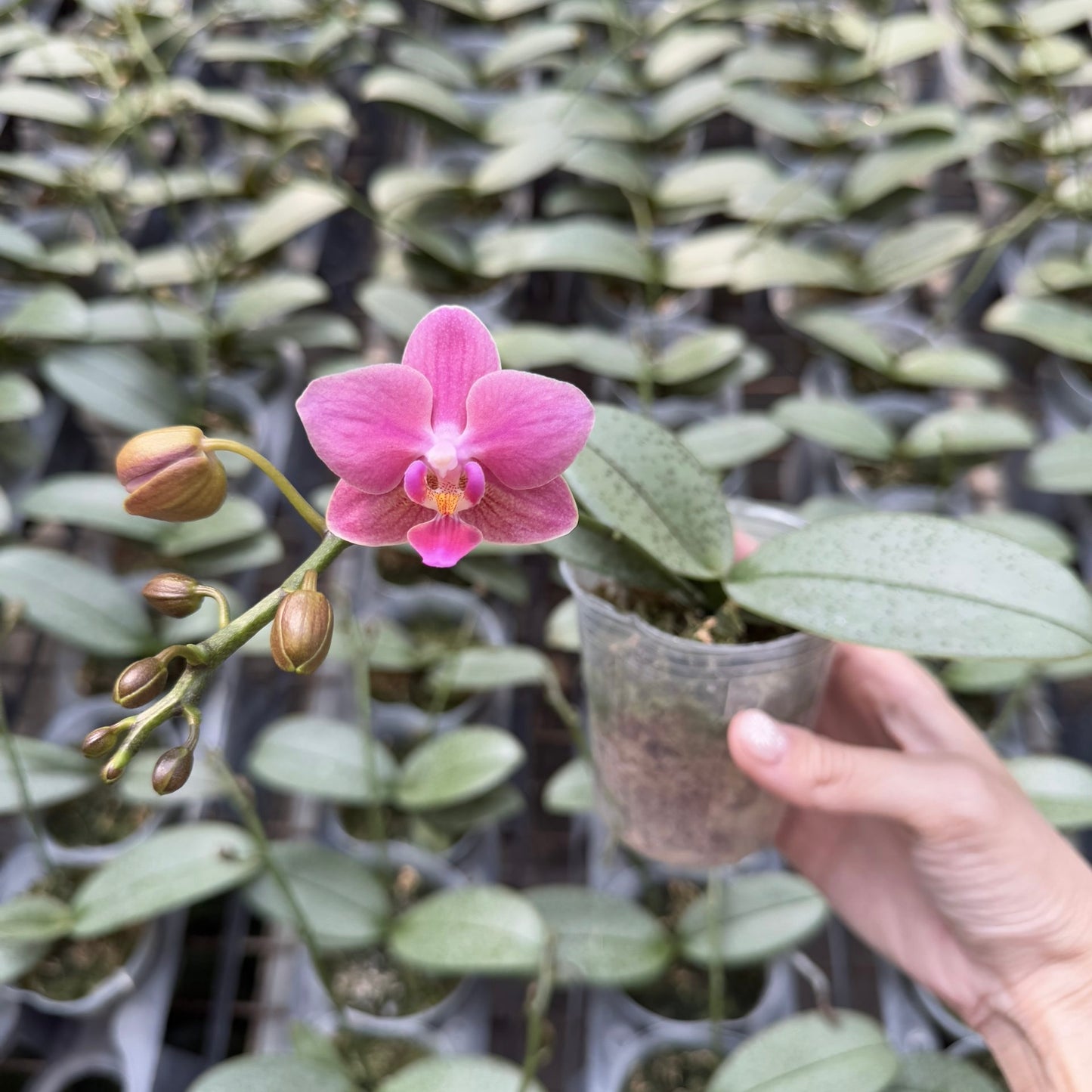 Phal. NoID