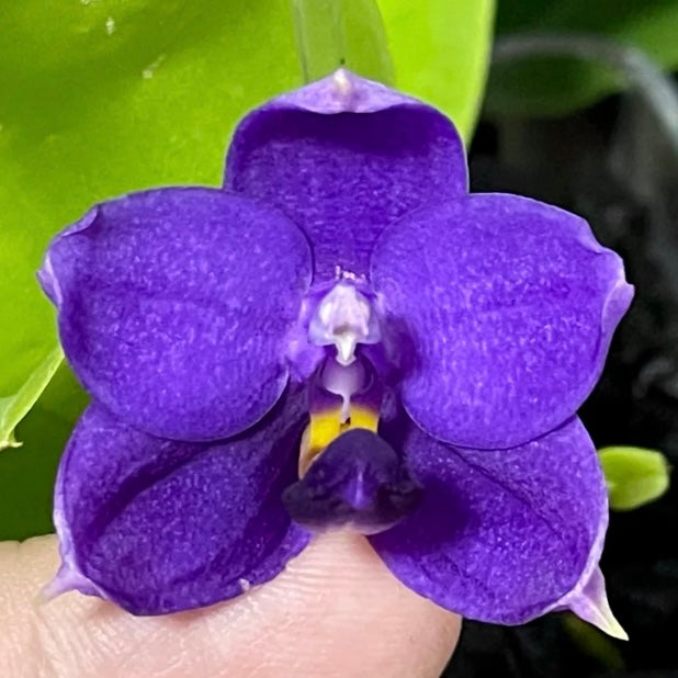 BKH2231 - Phal. Yaphon Blue Bird x Phal. (Penang Jewel X (Yaphon Super Jaguar x Samera)) ‘Deep Blue, Duo Spike’