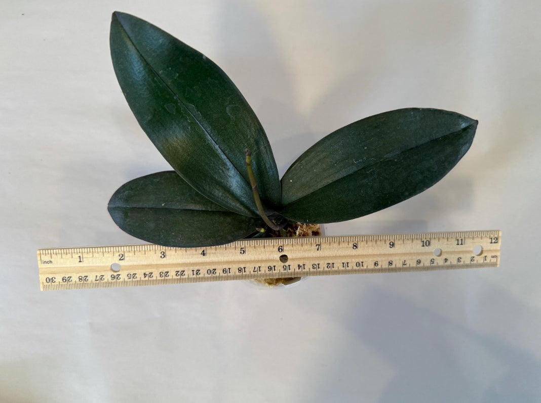 Phal. Lady Q - Peloric