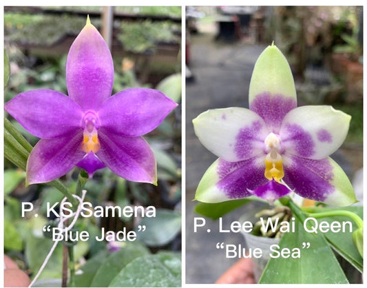 Phal. KS Samera 'Blue Jade' and Phal. Lee Wai Queen 'Blue Sea' orchids with vibrant purple and white petals. Unique fragrant Phalaenopsis hybrid.