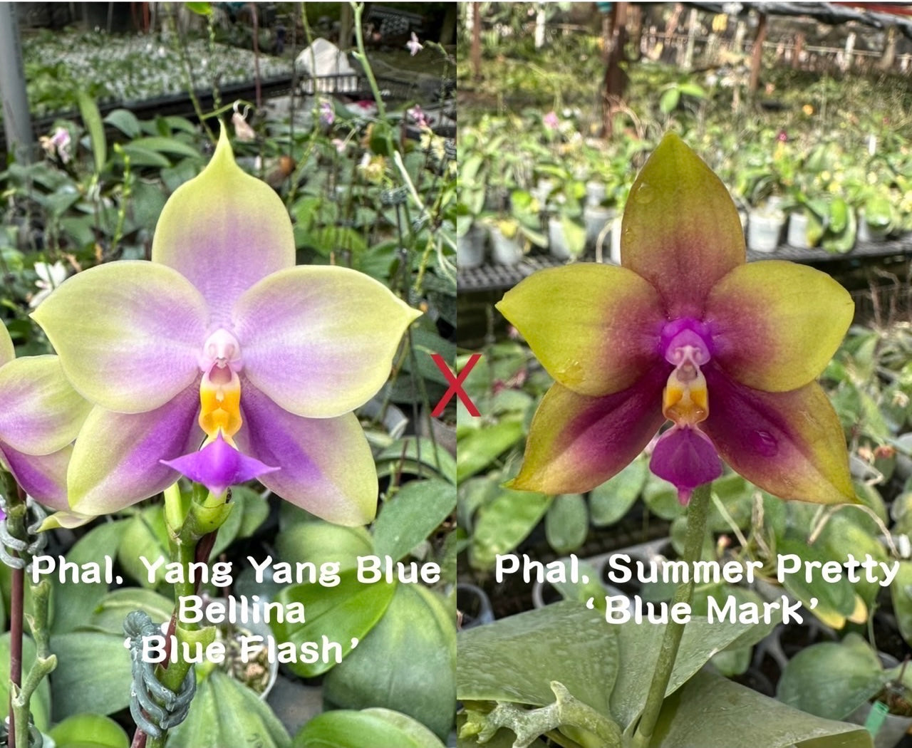 Phalaenopsis Yang Yang Blue Bellina x Summer Pretty hybrid orchids with vibrant, fragrant blooms. Unique novelty Phalaenopsis for collectors.