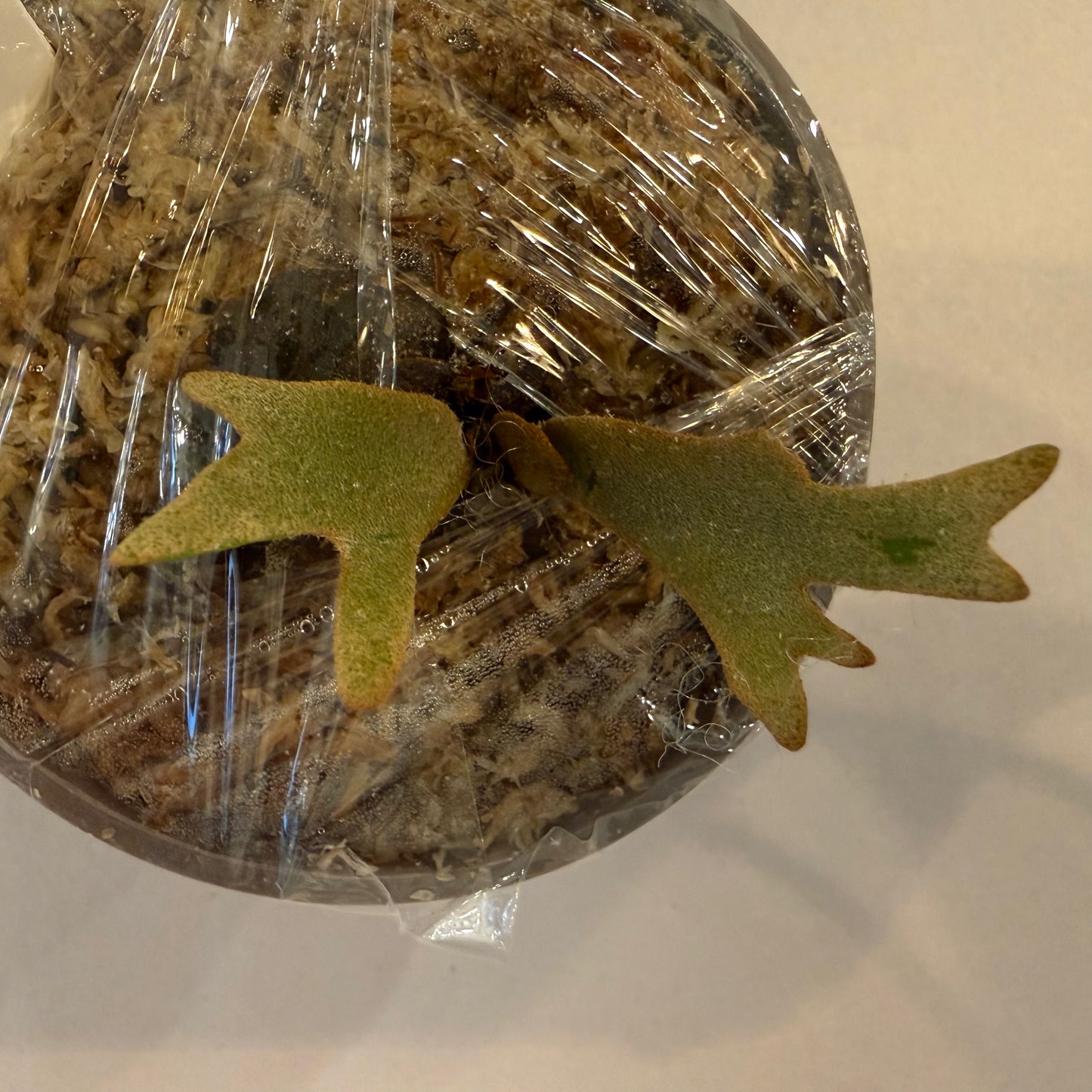 Platycerium Willinckii Wild SBD#33 spore ‘Dwarf Select’