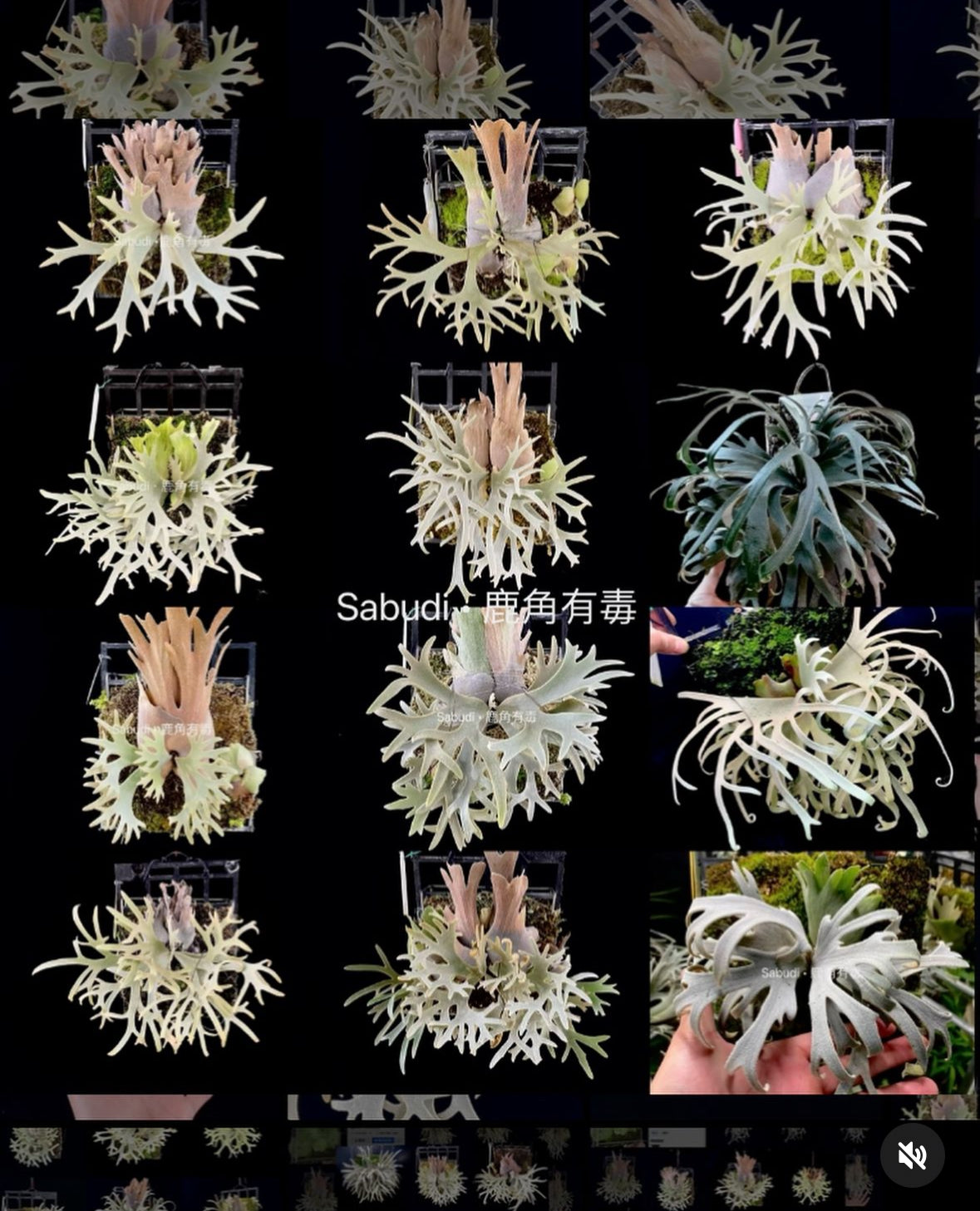 HCorchids