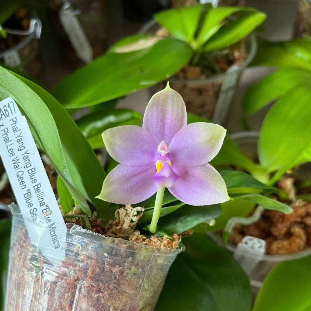 Young Phal. Yang Yang Blue Bellina x Lee Wai Queen orchid in bloom, displaying soft purple petals with a yellow and white center.