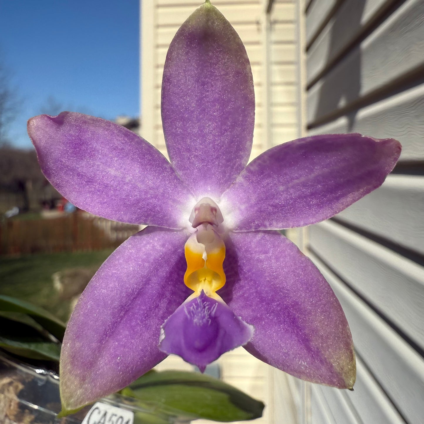 Phal. Lucien Samera x Phal. Vinh Long Red Sun