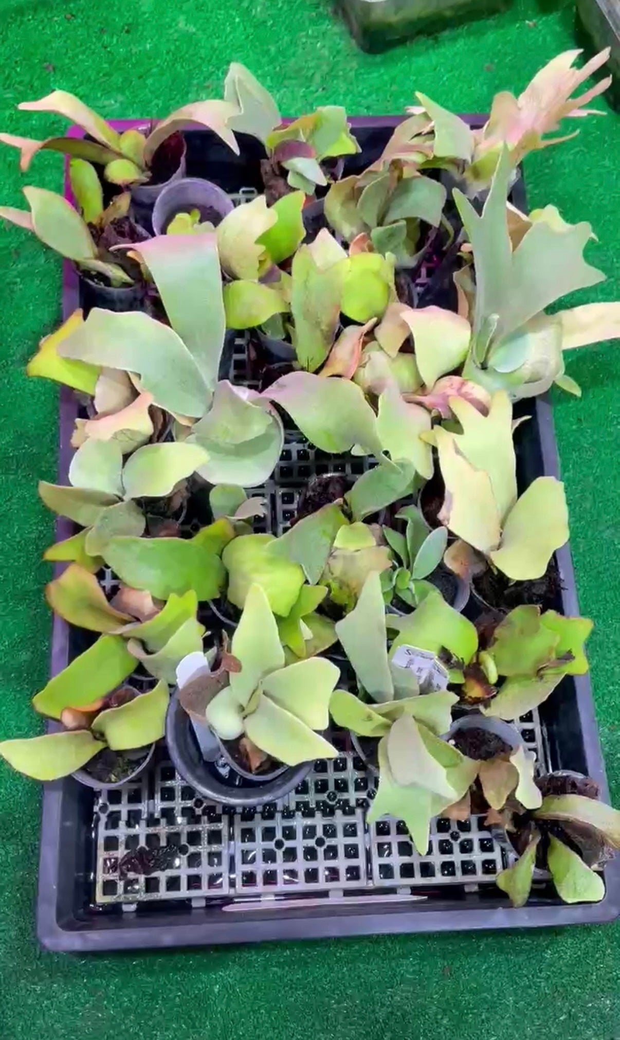 P. Willinckii Moonlight spore