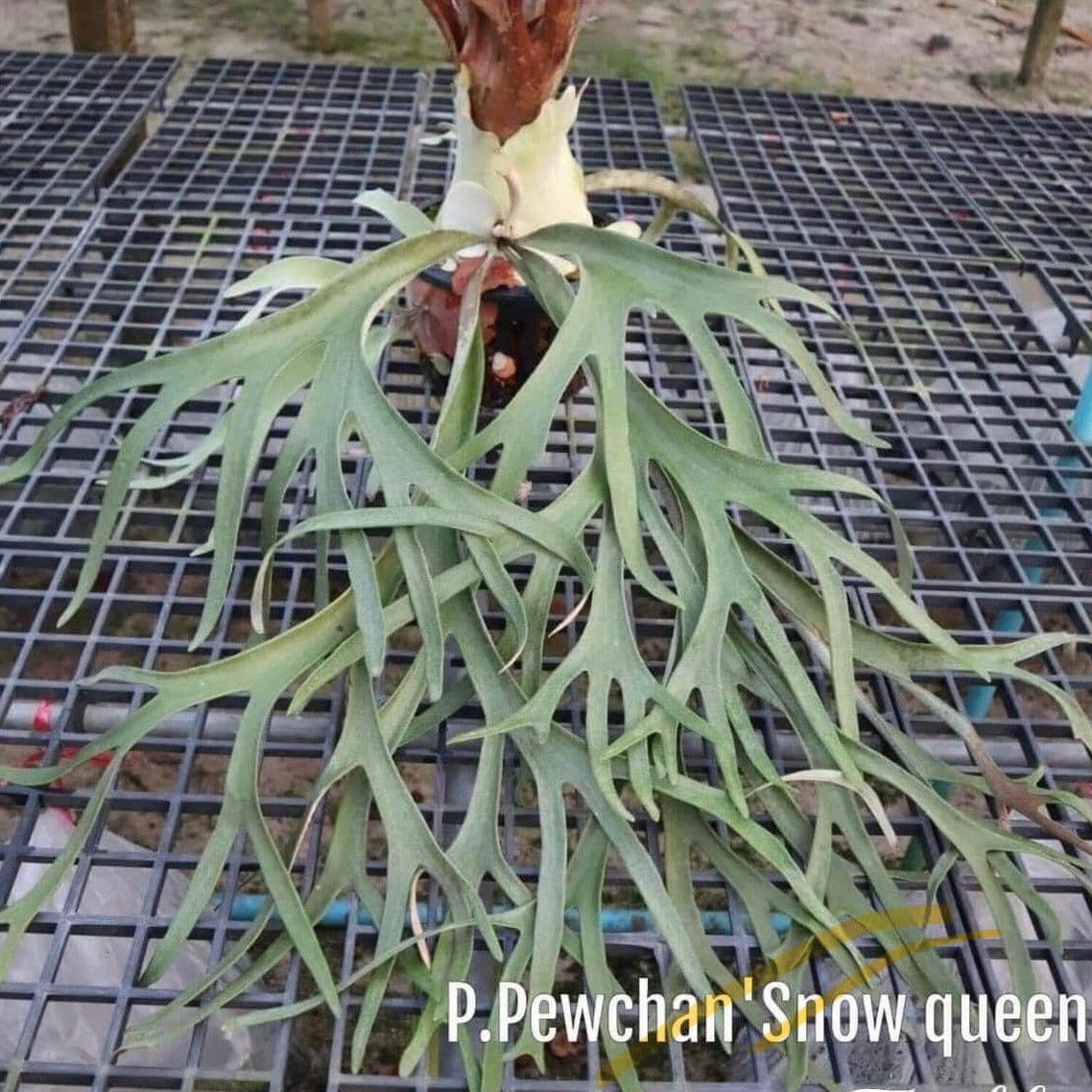 Platycerium Pewchan “Snow Queen”