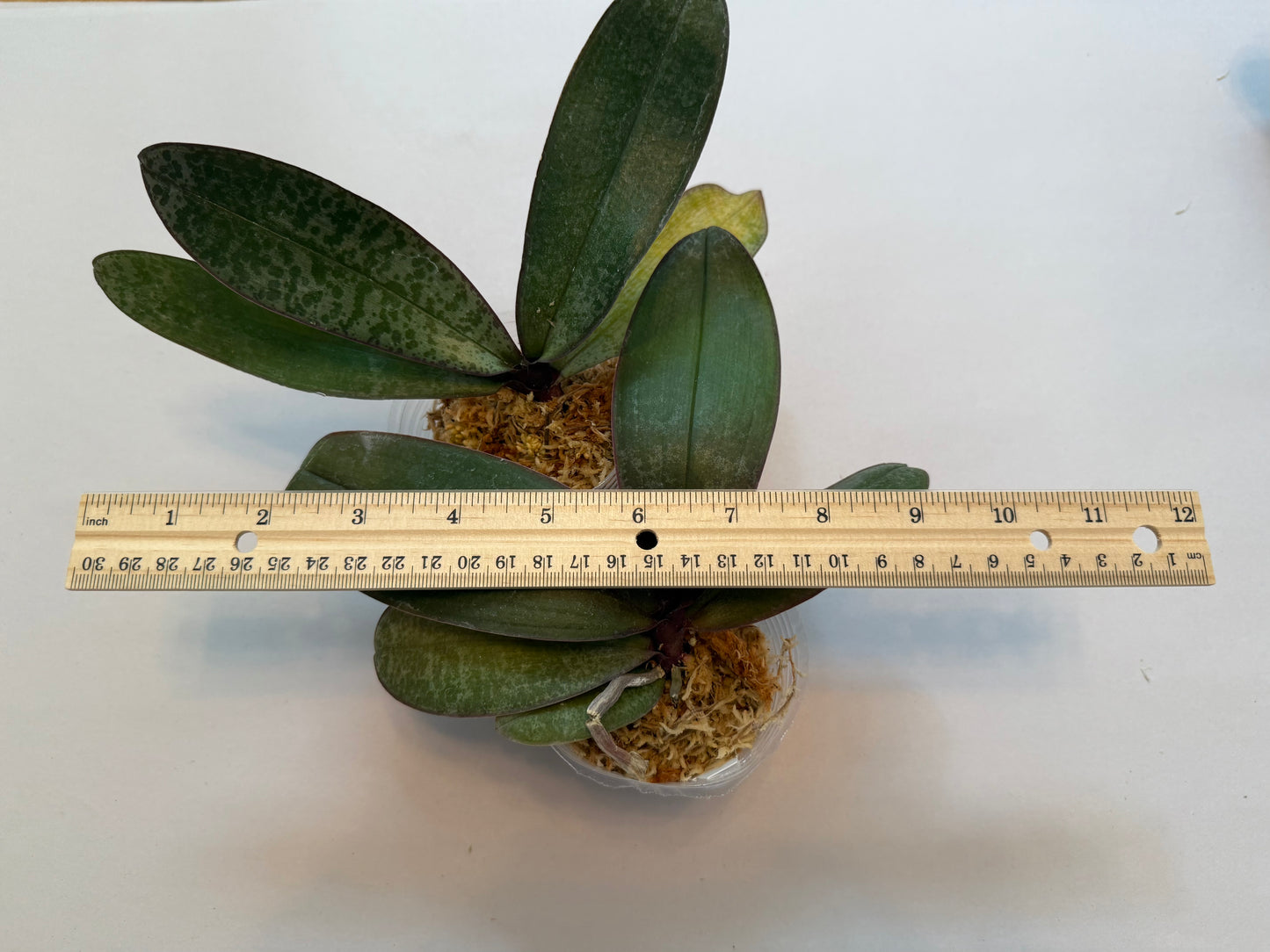 Phal. philippinensis wild