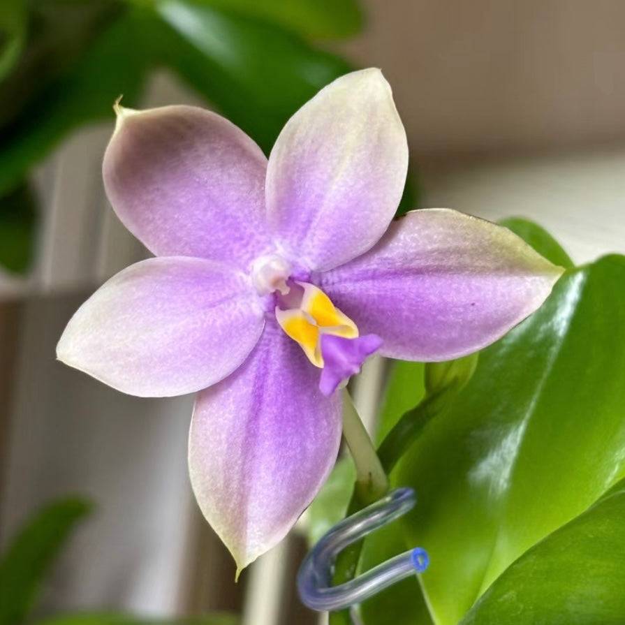 Blooming Phal. Yang Yang Blue Bellina x Lee Wai Queen orchid with a soft pinkish-purple hue and a vibrant yellow lip.