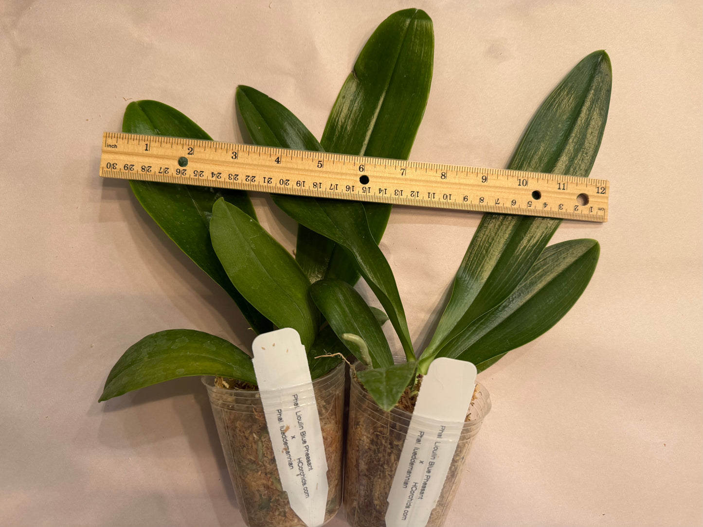 Phal. Lioulin Blue Pheasant x Phal. lueddemannian