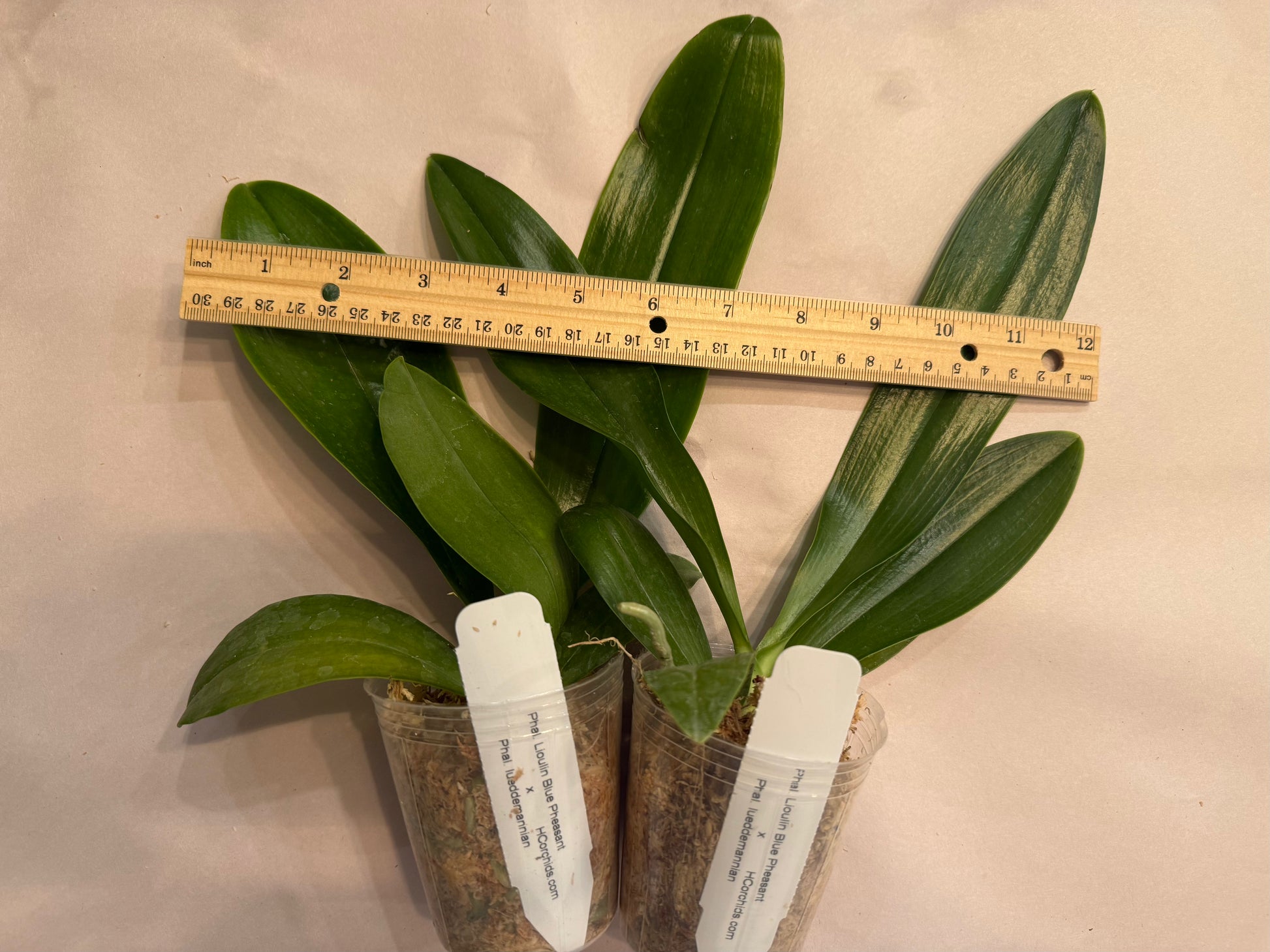 HCorchids