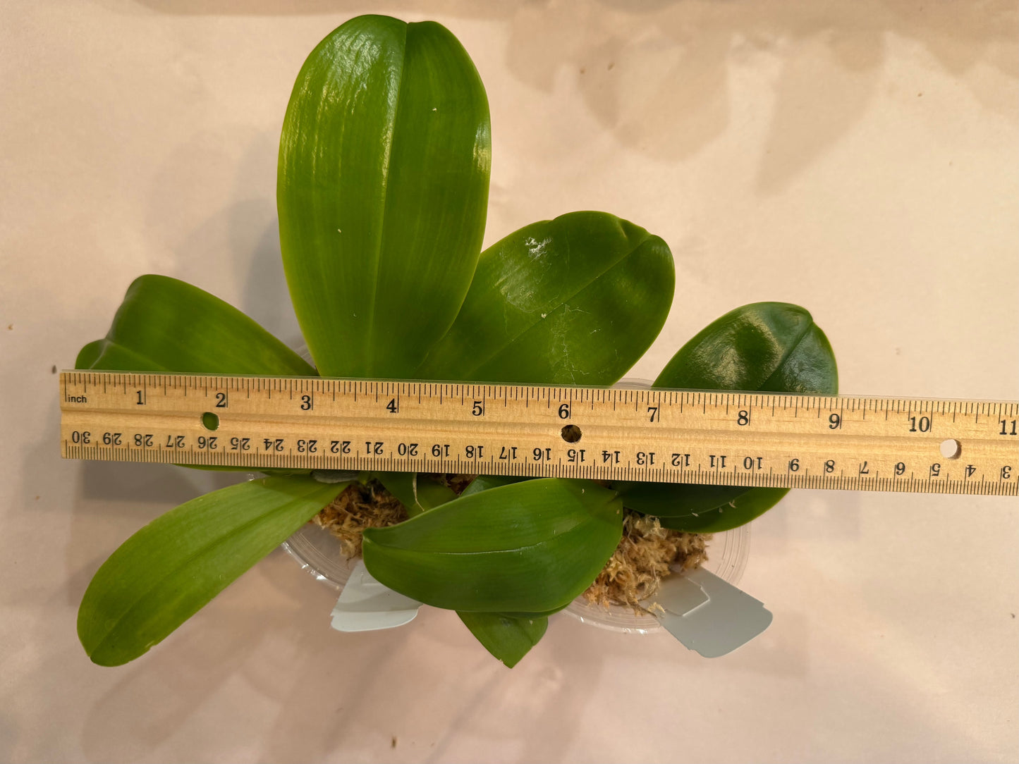 Young Novelty Phalaenopsis Orchid plant from Mainshow Orchids in a 2.5 inch pot, shown with ruler for size reference, perfect for home gardens.