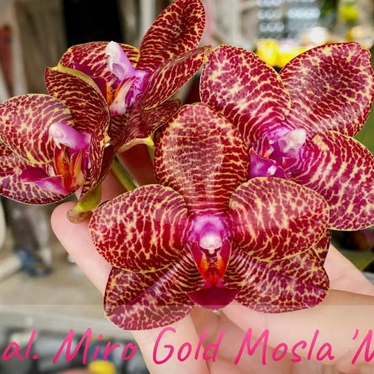 Phal. Miro Gold Mosla ‘MS’