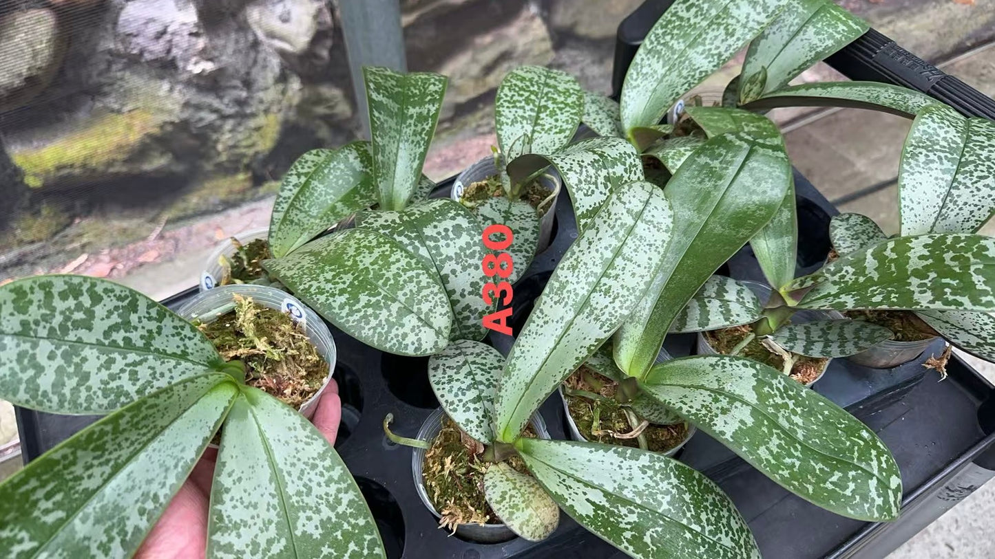 BTA380 - Phal. stuartiana ‘米可’ x Phal. stuartiana ‘BT’