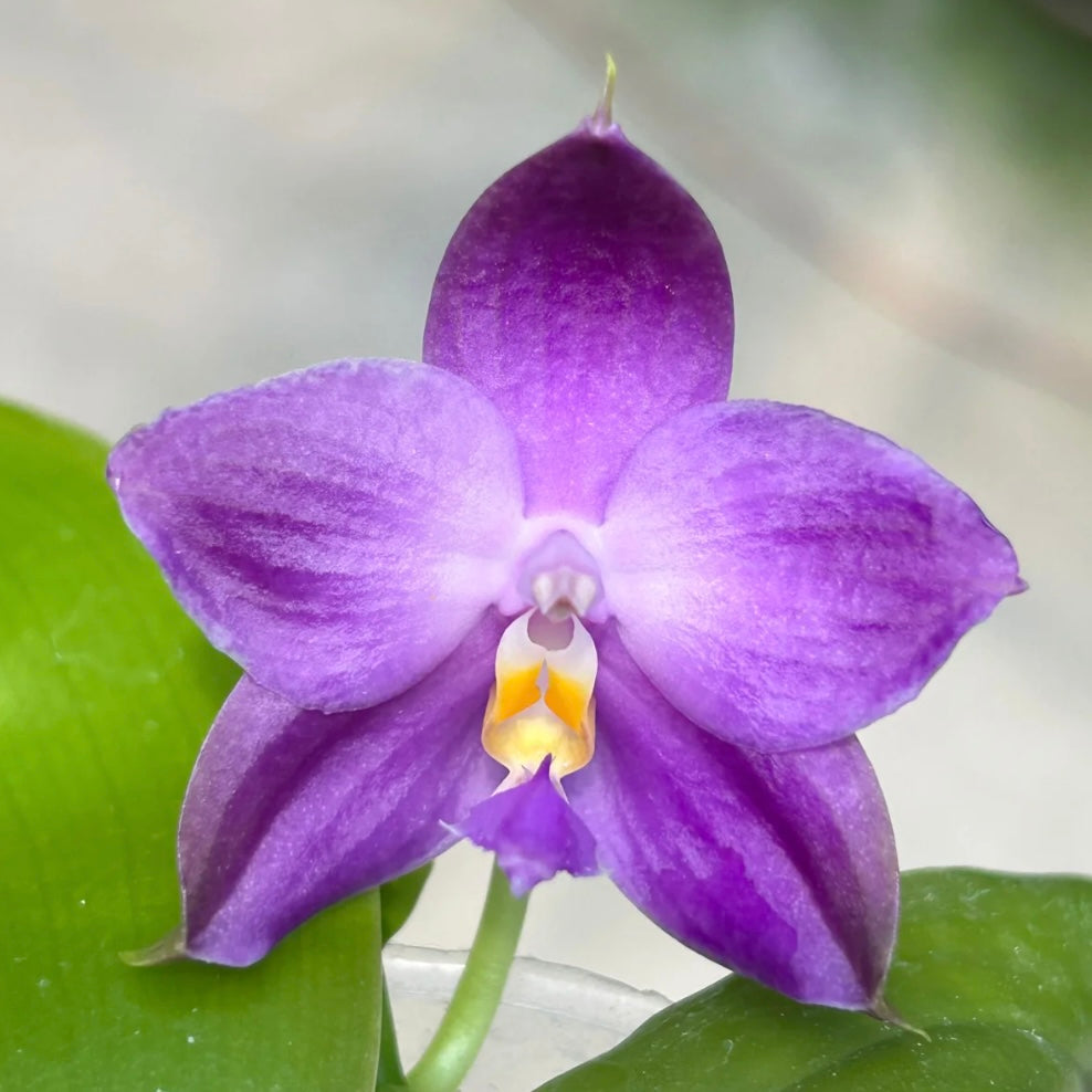 BKH2336 - Phal. (Penang Jewel X (Yaphon Super Jaguar x Samera)) ‘BK’ x Phal. (Yaphon Super Jaguar X (Yaphon Super Jaguar X Samera)) ‘5.8cm’
