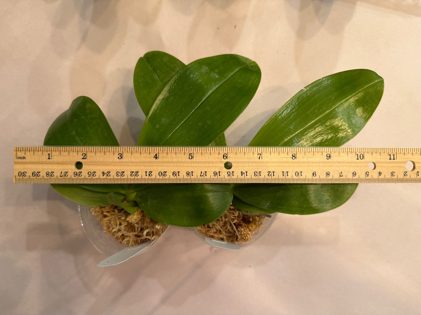 Phalaenopsis (Yang’s Double Diamond x LL Blue Magpie)