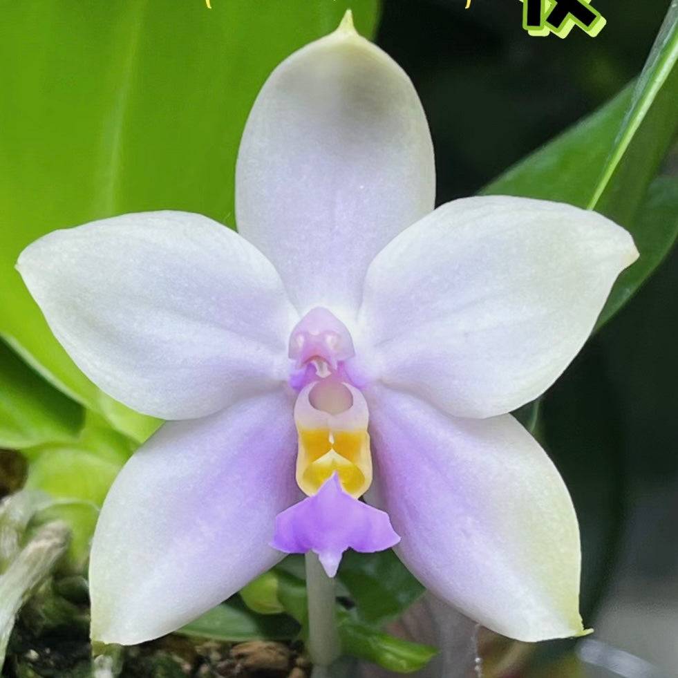 Phal. Yang Yang Blue Bellina x Lee Wai Queen orchid with soft pastel purple petals and a striking yellow and purple lip.