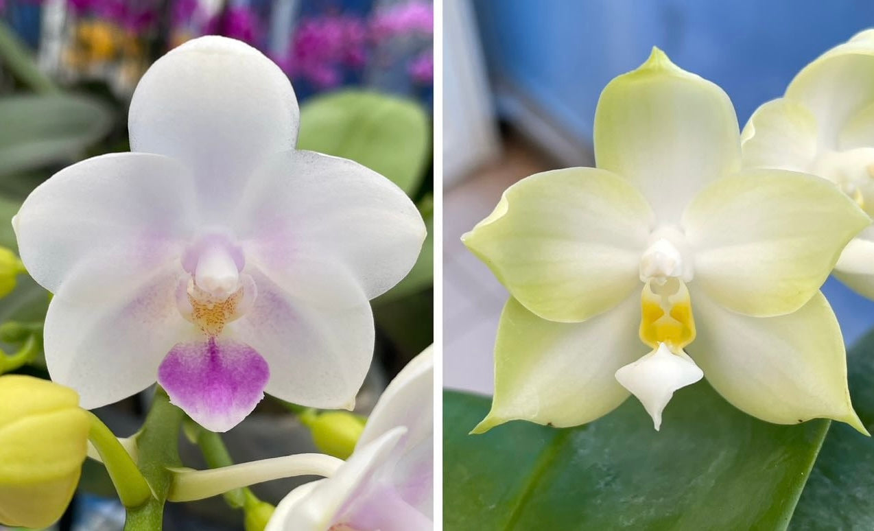 Phalaenopsis Orchid Hybrid Seedlings - Unique Blooms featuring white petals with soft pink and yellow centers, ideal for novelty orchid collectors.