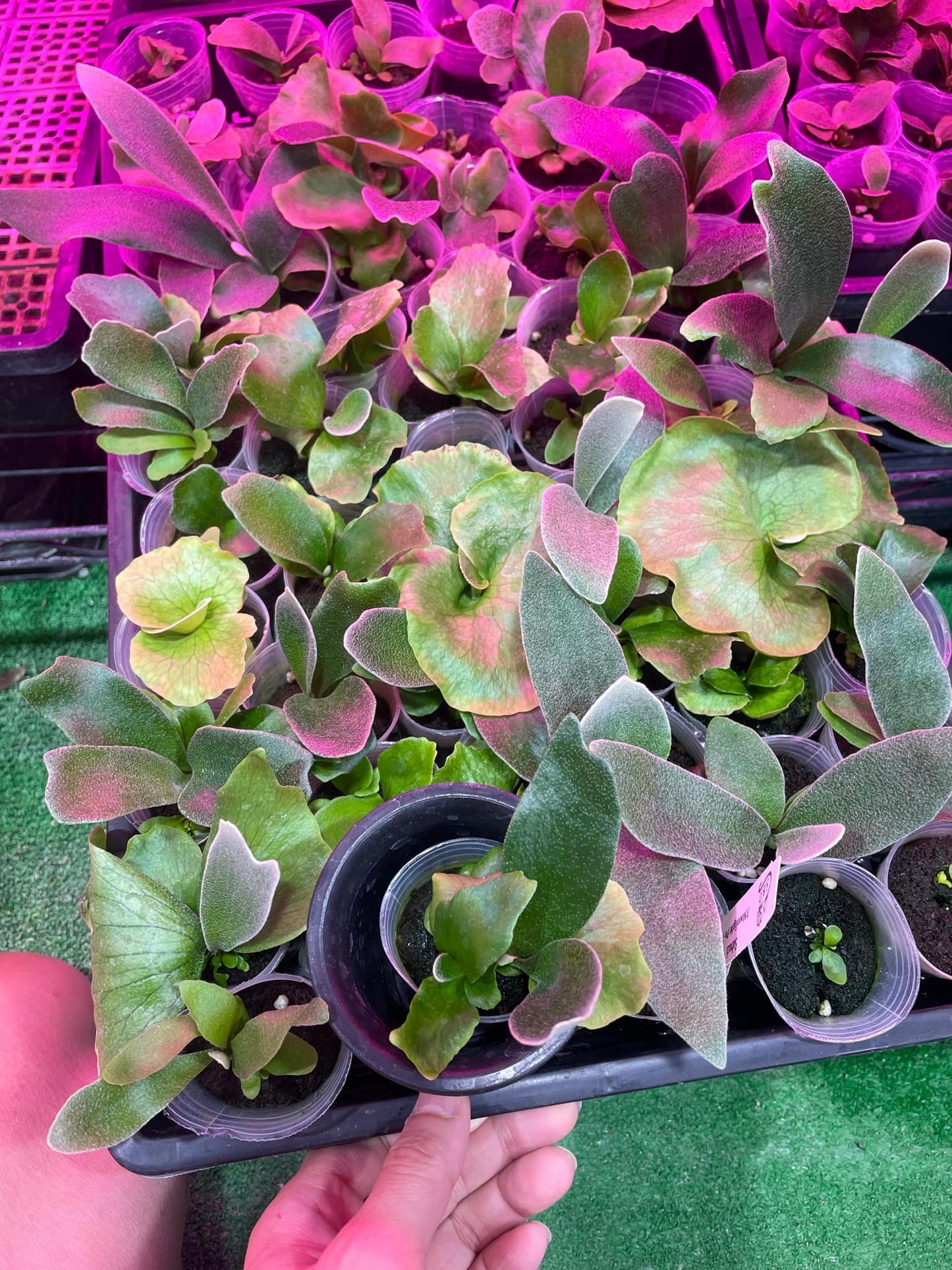 P. Alcicorne “twist” 扭扭變異馬圓 x P.Moonlight SBD#S1 spore