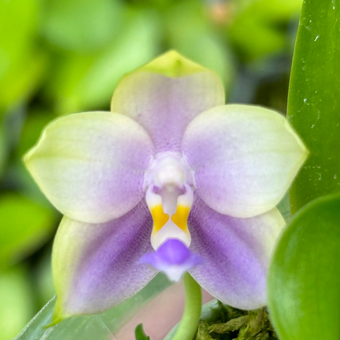 Phalaenopsis (Penang Jewel X (Yaphon Super Jaguar x Samera)) "梔子花" X Phal. (Penang Jewel X (Yaphon Super Jaguar x Samera)) "10/20"
